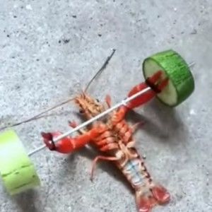 Meet your Posher, Red